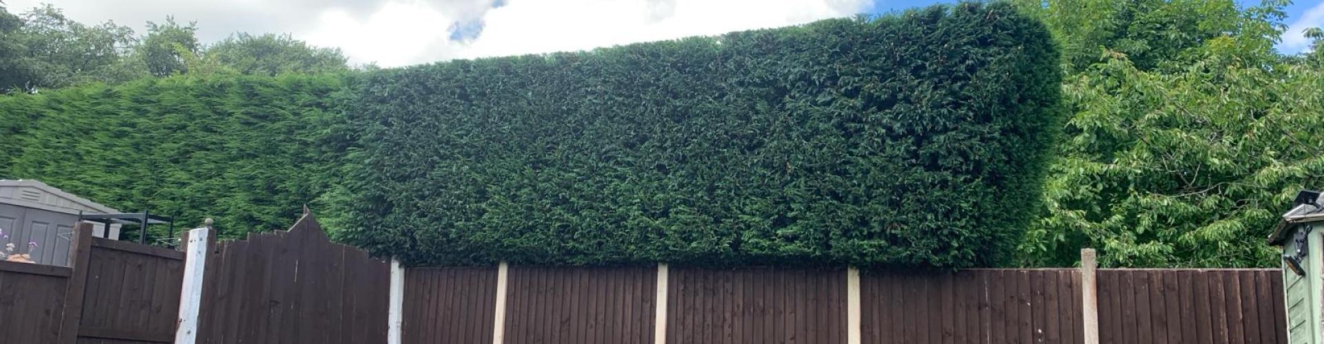 Hedgecutting